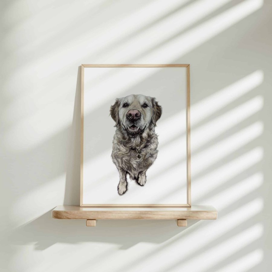 Dog Art Print - Paddy the Golden Retriever