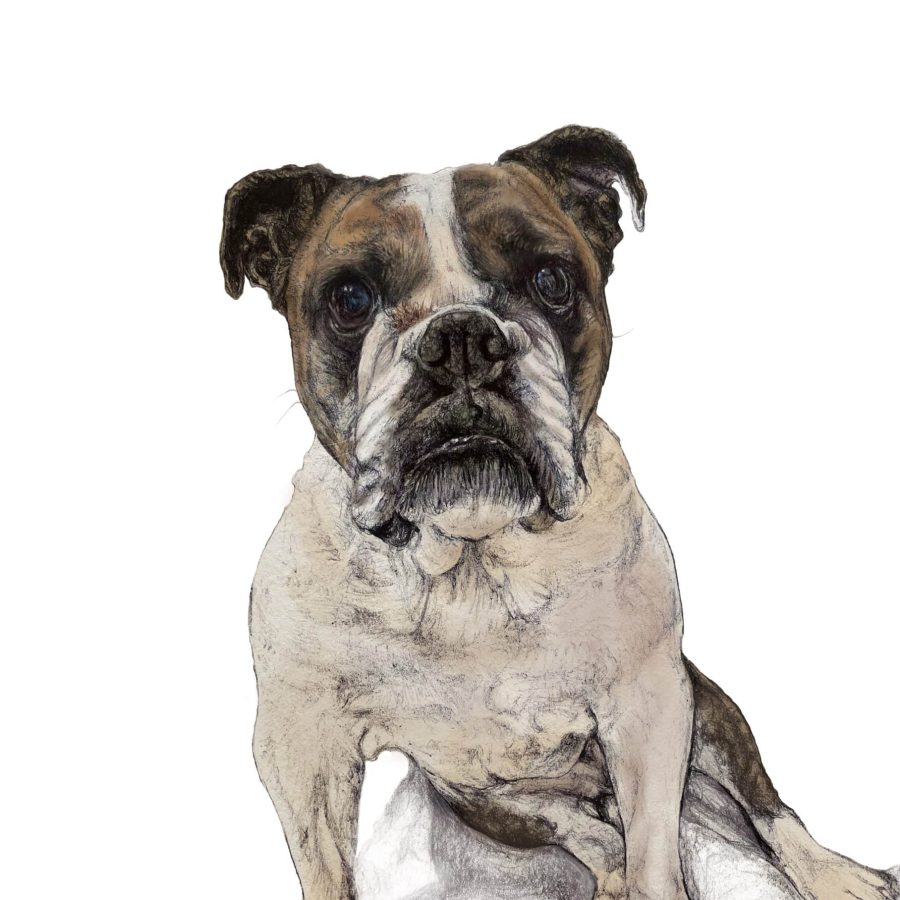 Pet Portrait Commission